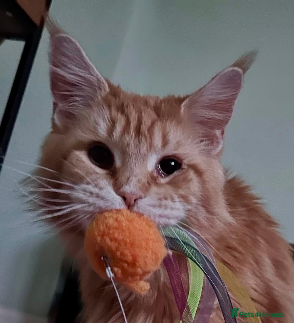 Maine Coon cats Sweet Natured Maine Coon Female - Advert 2