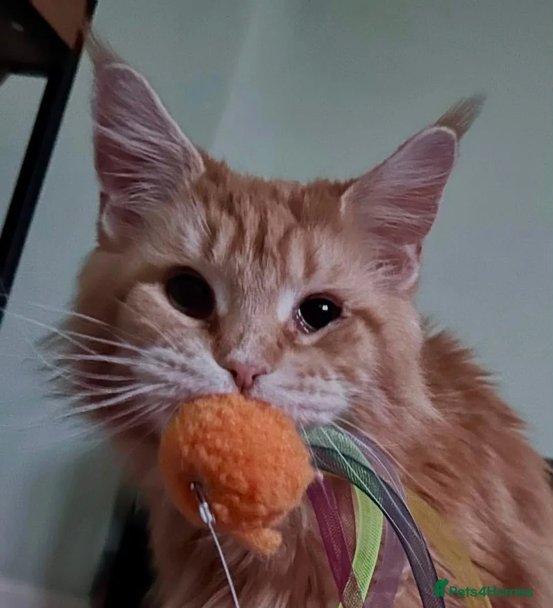 Maine Coon cats for sale: Sweet Natured Maine Coon Female - Advert 2