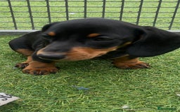 Miniature Dachshund dogs for sale: Mini dachshunds puppies fully vaccinated  - Image 9