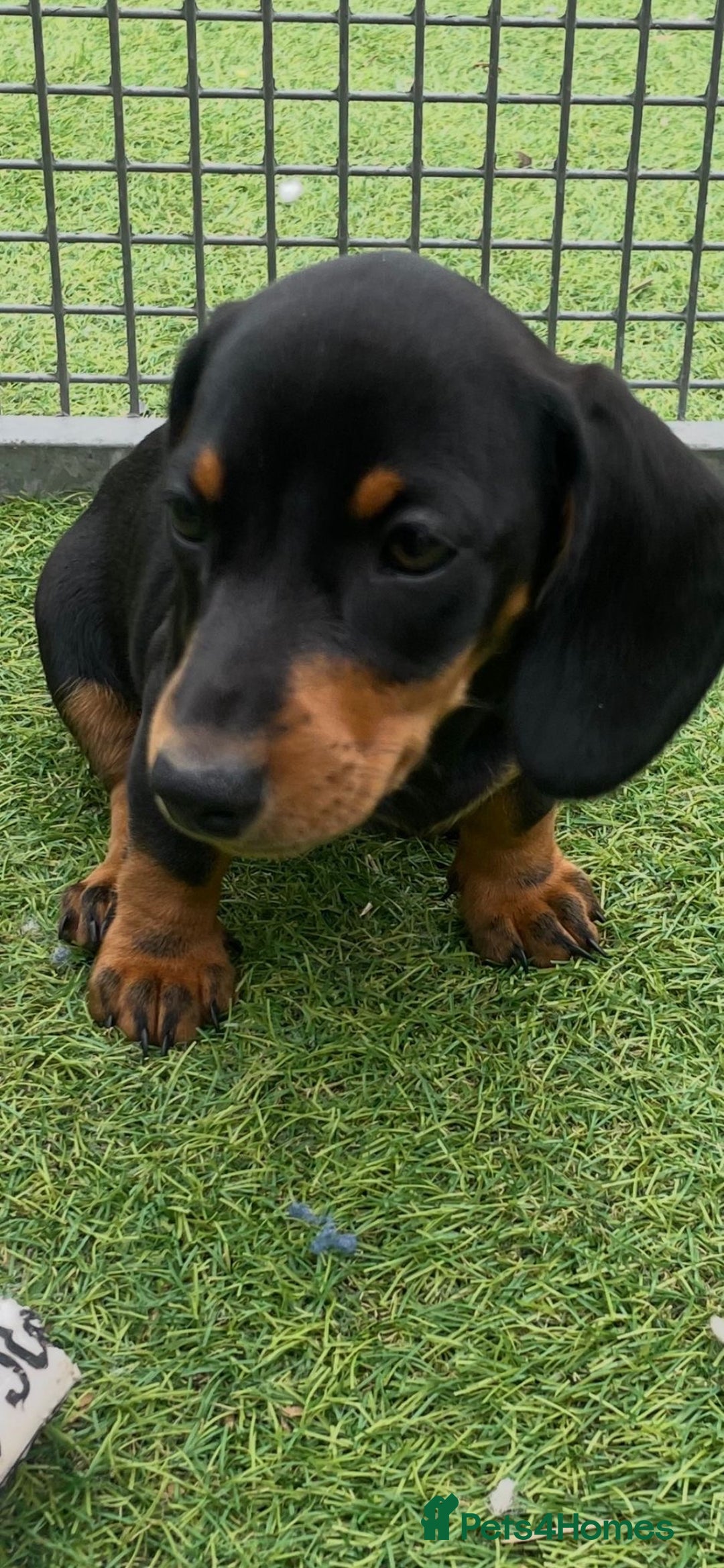 Miniature Dachshund dogs for sale: Mini dachshunds puppies fully vaccinated  - Image 9