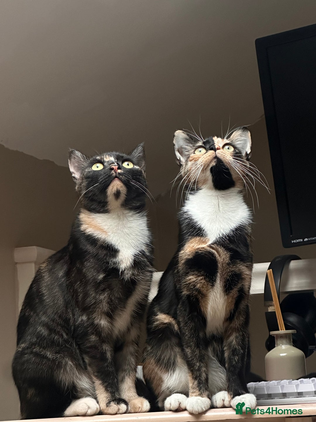 British Shorthair cats for sale: Rehoming my Sweet Baby girl rare Chimera  - Advert 2