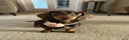 Miniature Dachshund dogs for sale: Miniature Dachshund Female Six Month Old  in Alloa - Advert 3