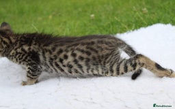 Savannah cats for sale: Stunning Savannahx Maine coons - Image 16