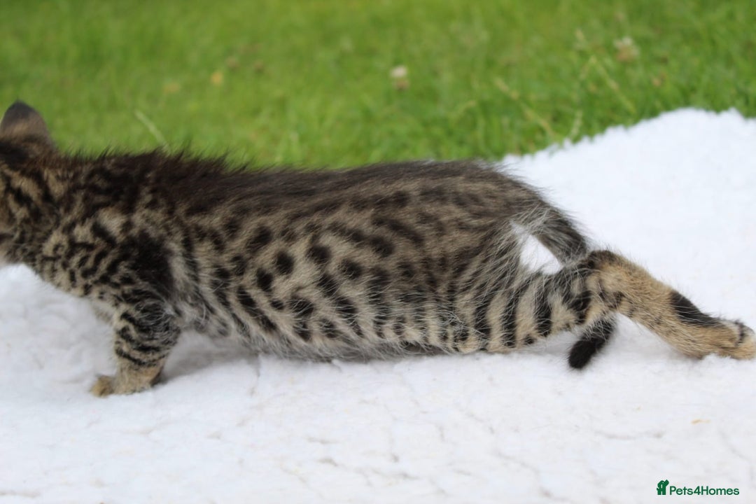 Savannah cats for sale: Stunning Savannahx Maine coons - Image 16