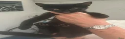 Domestic Shorthair cats for sale: Five Beautiful Kittens ready for their new home - Advert 2