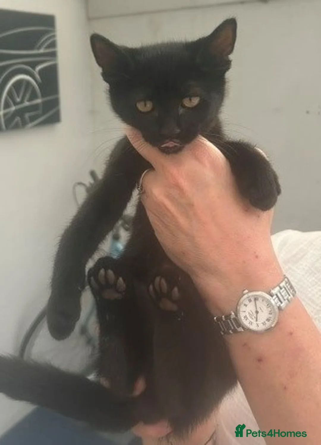 Domestic Shorthair cats for sale: Five Beautiful Kittens ready for their new home - Advert 2