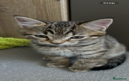 Mixed Breed cats for sale: REDUCED & READY NOW BSH x Tabby kittens  - Image 19