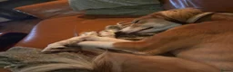 Saluki dogs for sale: Jagger - Male Saluki  - Advert 2