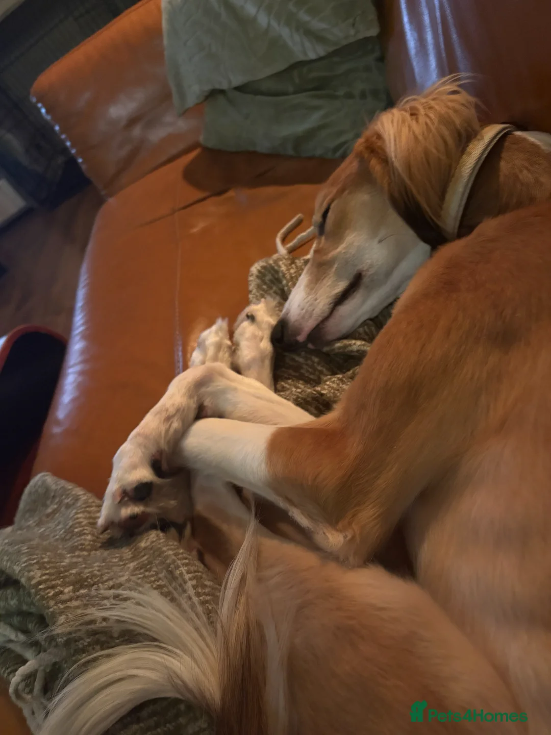 Saluki dogs for sale: Jagger - Male Saluki  - Advert 2