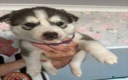 Siberian Husky dogs for sale: Siberian huskies  for sale  - Image 39