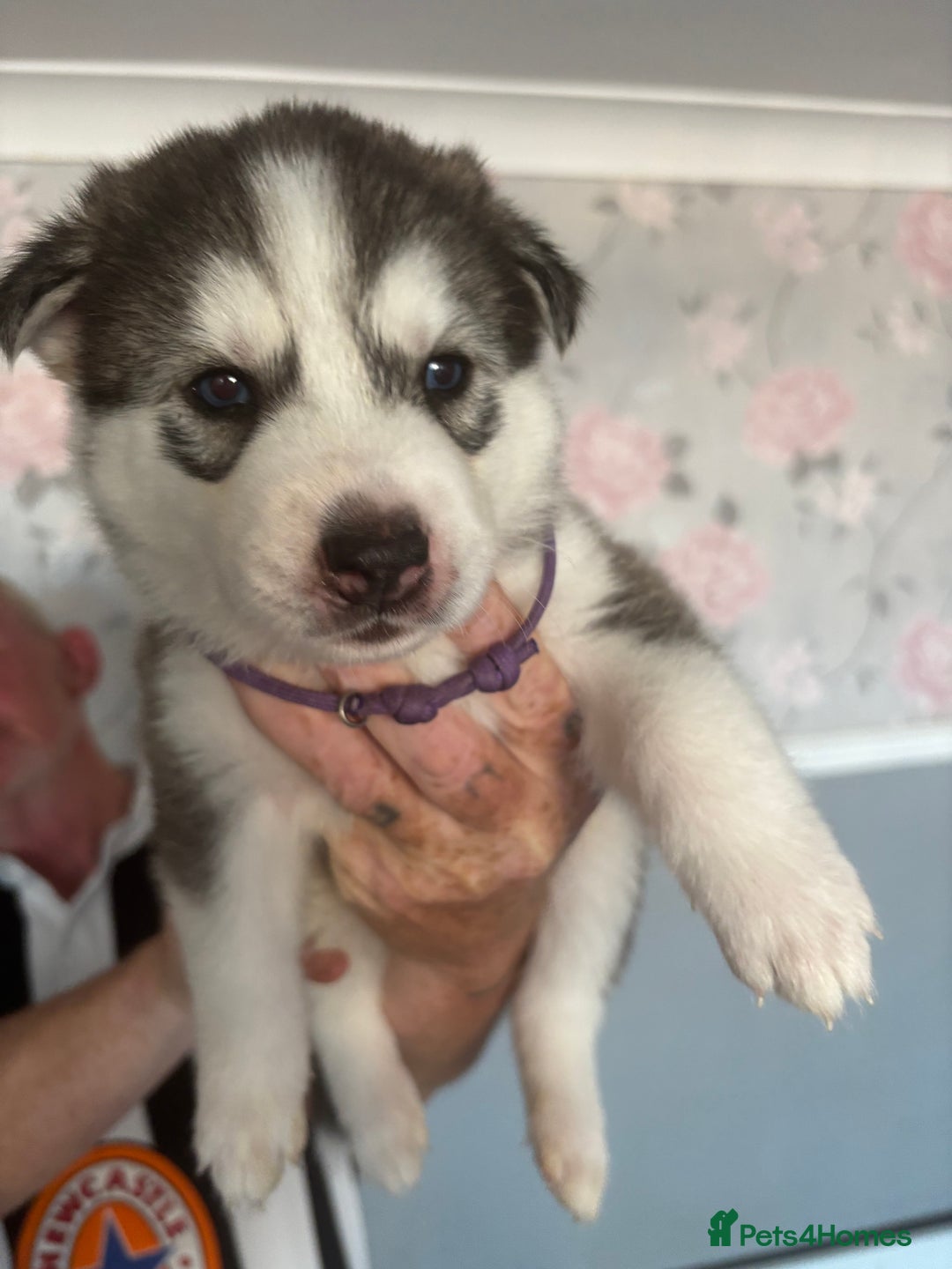 Siberian Husky dogs for sale: Siberian huskies  for sale  - Image 39