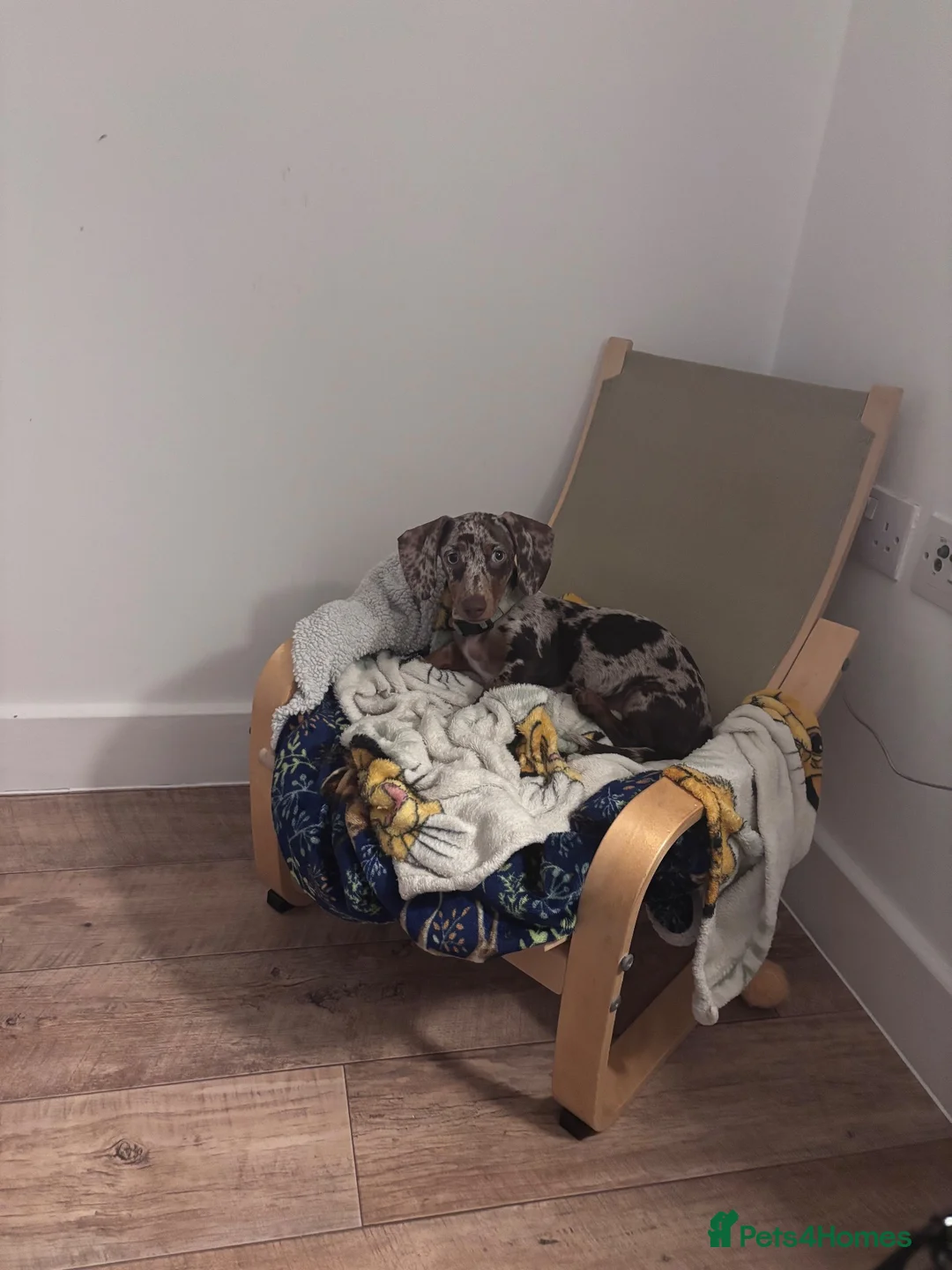 Miniature Dachshund dogs for sale: Dapple Miniature Dachshund - Advert 2