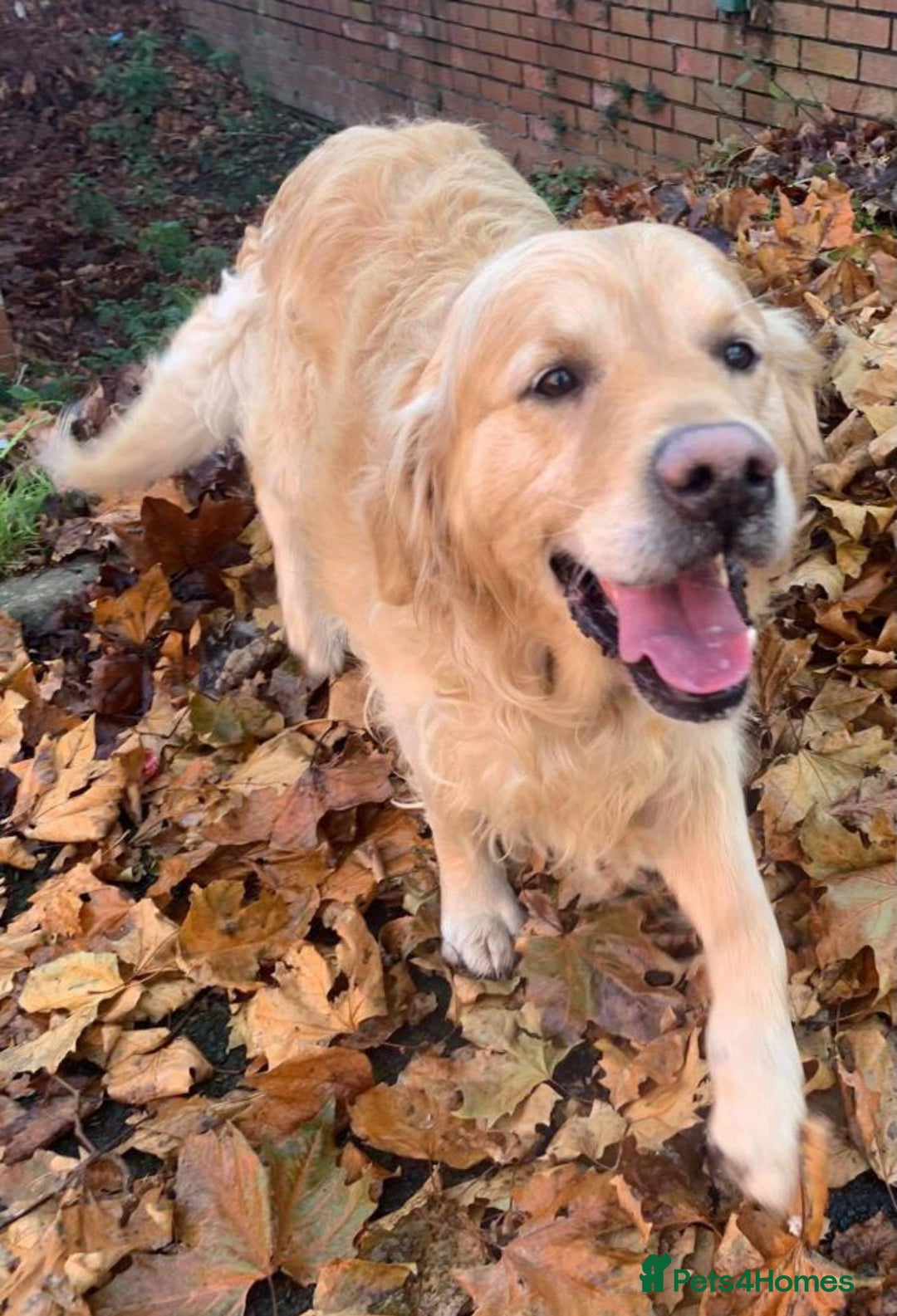 Golden Retriever dogs for sale: Perfectly Awesome Golden Retrievers  - Advert 18