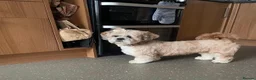 Lhasa Apso dogs for sale: Stormy  in London - Advert 22