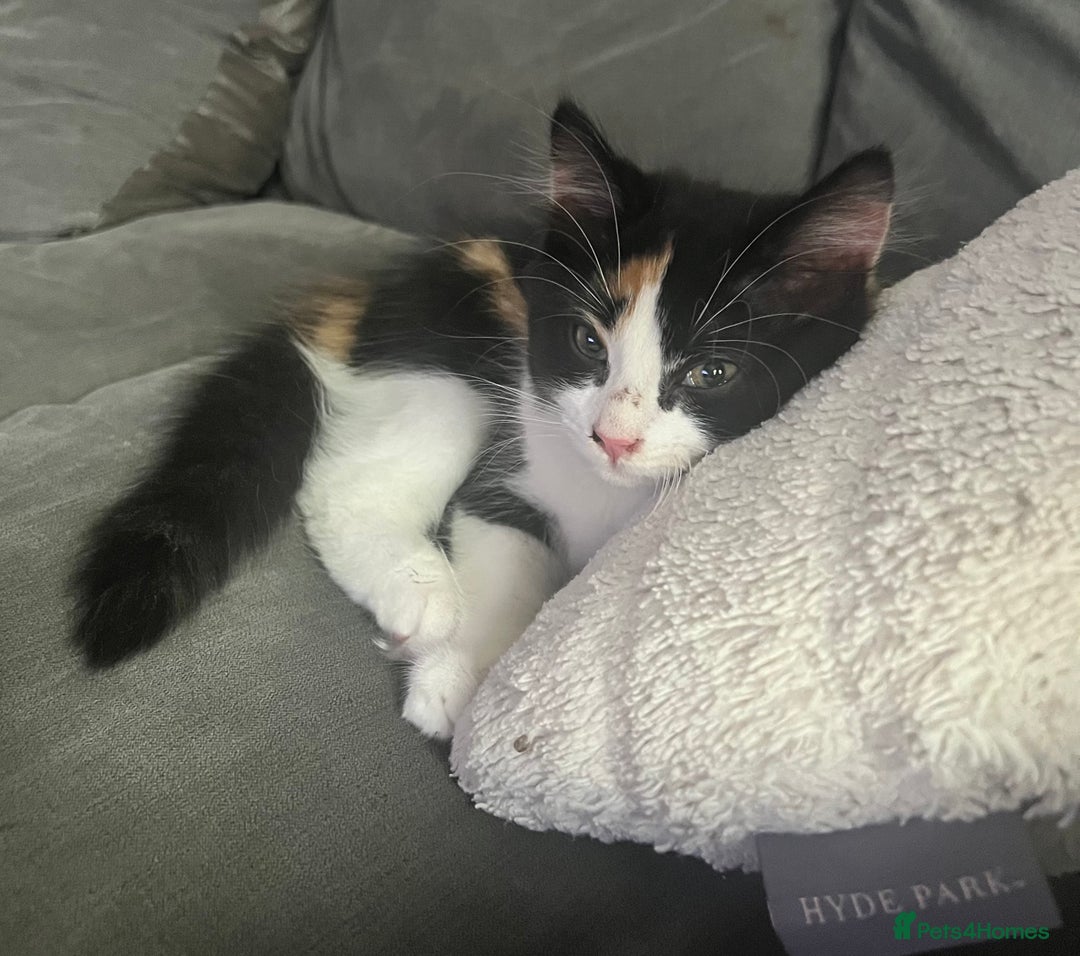 Mixed Breed cats for sale: Beautiful long haired calico girl  - Image 5