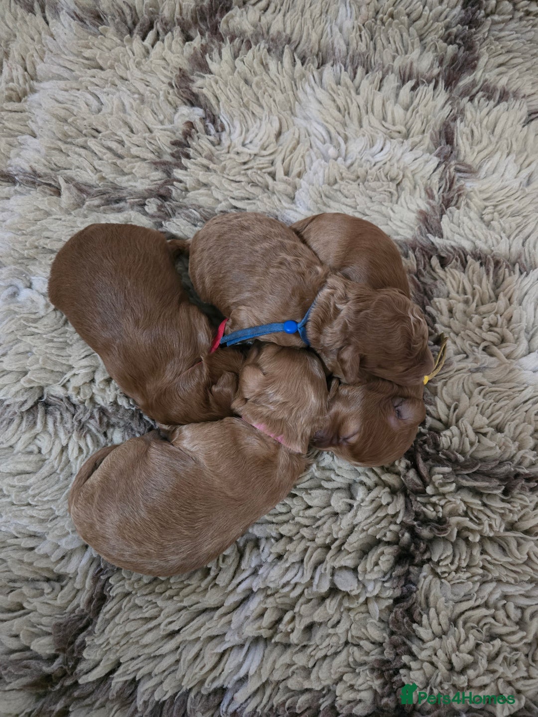 Cockapoo dogs for sale:  Toy cockerpoo health tested licensed Breeder  - Advert 16