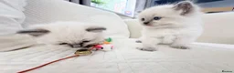 Ragdoll cats for sale: 3 Blue Point Kittens for sale - All Boys!! - Advert 18