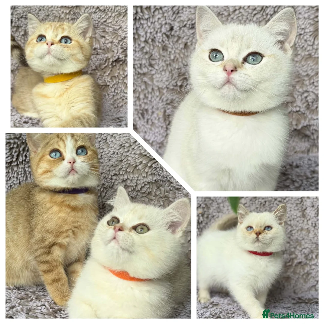 British Shorthair cats for sale: GCCF Gorgeous British Shorthair kittens  - Advert 1