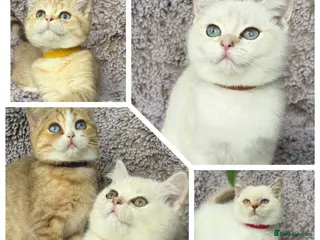 British Shorthair cats GCCF Gorgeous British Shorthair kittens - Advert 2