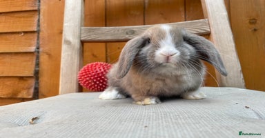 Mini Lop rabbits - Advert 4