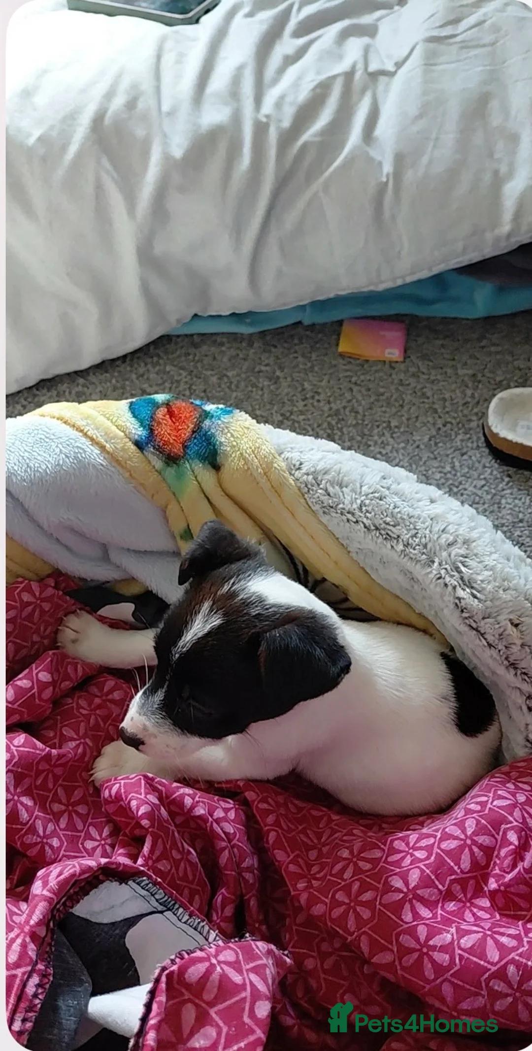 Jack Russell dogs for sale: Puppy  in Tonbridge - Advert 1