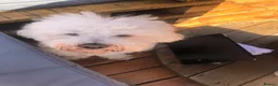 Bichon Frise dogs for sale: Bichon frise for adoption  - Advert 14