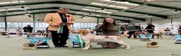 Bracco Italiano dogs for sale: Spring Litter Planned  - Advert 9