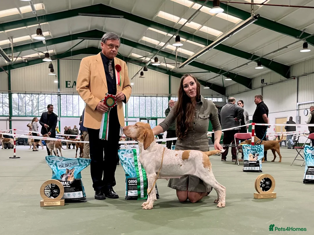 Bracco Italiano dogs for sale: Spring Litter Planned  - Advert 9