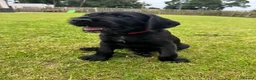 Mixed Breed dogs for sale: 🌟Ready Now🌟 GWPxLab - Advert 12