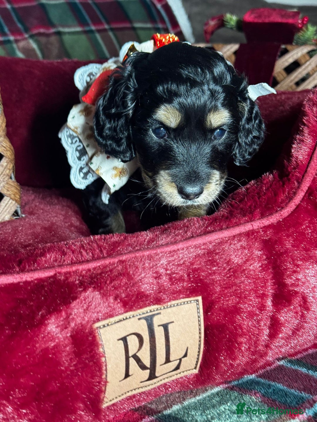 Cockapoo dogs for sale: CHAMPION COCKAPOO - Advert 4