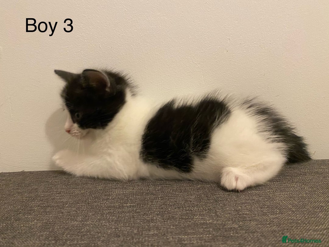 Ragdoll cats for sale: Ragdoll Cross Kittens - Advert 15