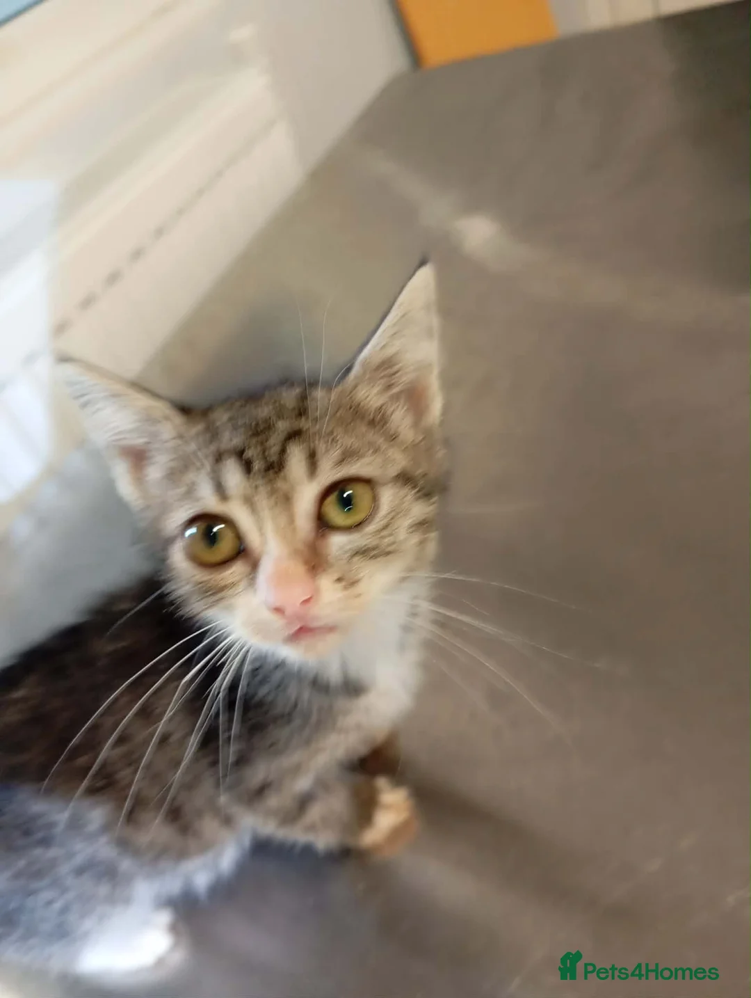 Mixed Breed cats for adoption: Muppet - Deva Romania.  - Advert 6