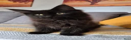 Maine Coon cats for sale: Maine coon kittens  - Advert 24