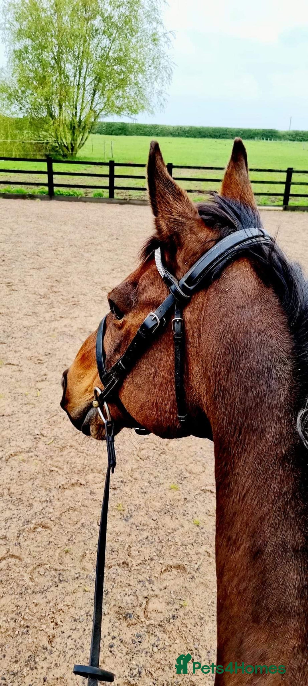 Irish Thoroughbred horses for sale: Easy Going Thoroughbred (Harry) - Image 5