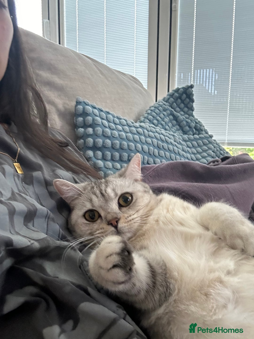 British Shorthair cats for sale: 2x British Shorthair - Advert 12