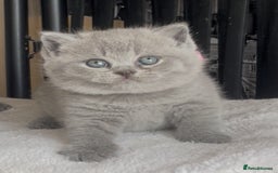 British Shorthair cats for sale: Absolutely beautiful BSH kittens  - Image 34