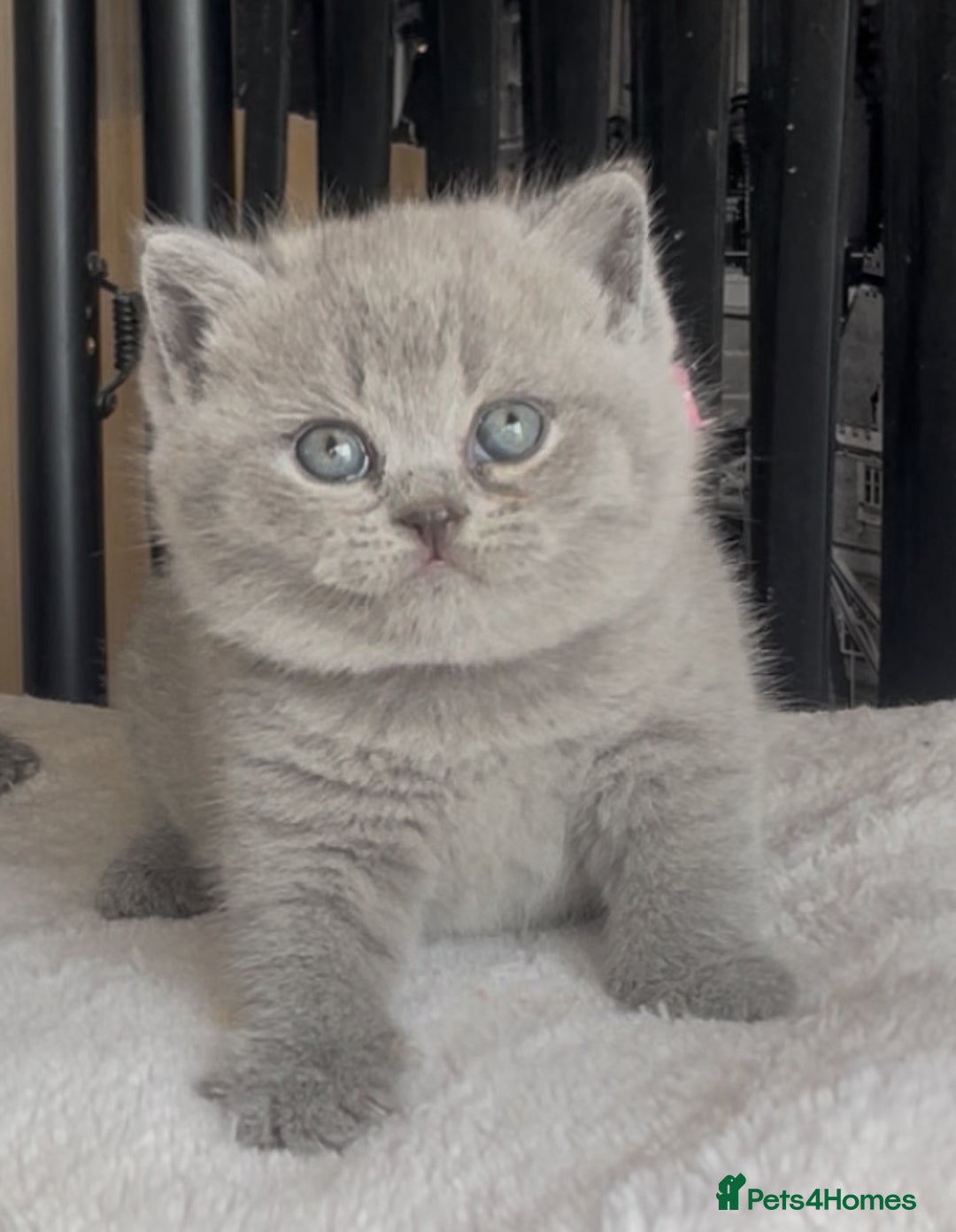 British Shorthair cats for sale: Absolutely beautiful BSH kittens  - Image 34