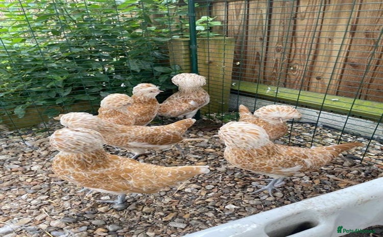 Chickens poultry - Advert 1