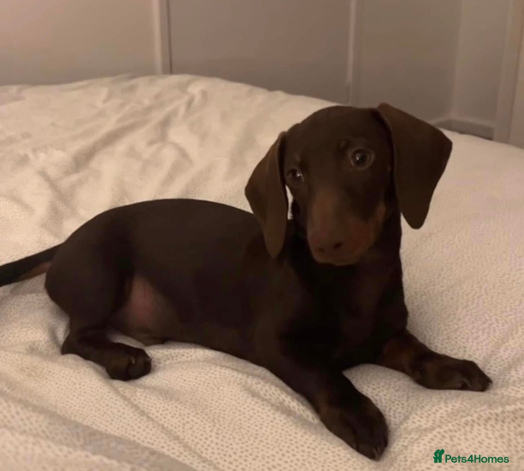 Miniature Dachshund dogs for stud: Stud PROVEN miniatures dachshund  - Advert 5