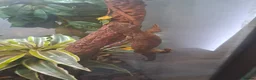 Gecko reptiles for sale: Male mossi geko  - Advert 10