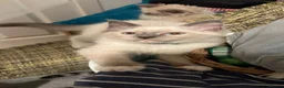 Ragdoll cats for sale: GCCF registered Ragdoll Kittens - Advert 14