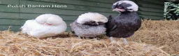 Chickens poultry for sale: Bantam Hens  - Advert 1
