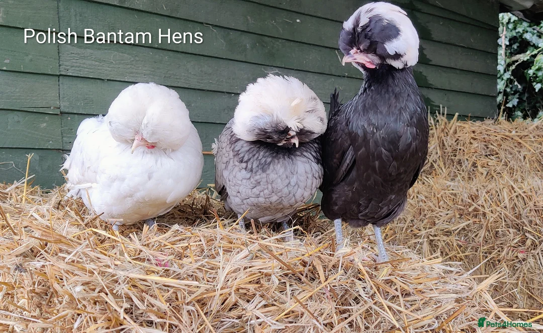 Chickens poultry for sale: Bantam Hens  - Advert 1