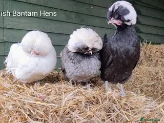 Chickens poultry for sale: Bantam Hens - Advert 2