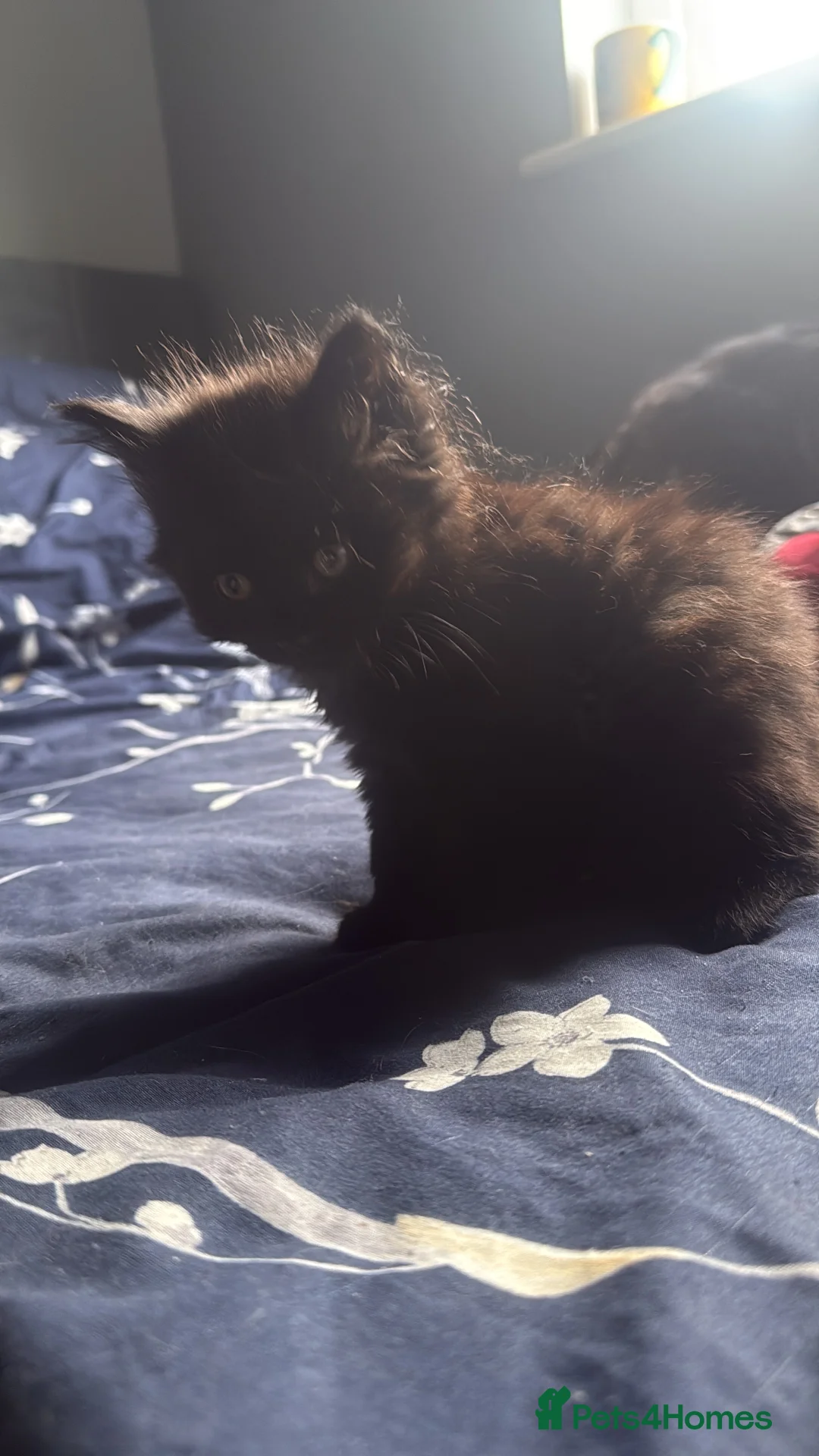 Mixed Breed cats for sale: Beautiful kittens - Advert 8