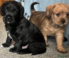 Mixed Breed dogs - Advert 7