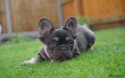 French Bulldog dogs for sale: Exceptional KC Fluffy French Bulldog Puppies - Image 11