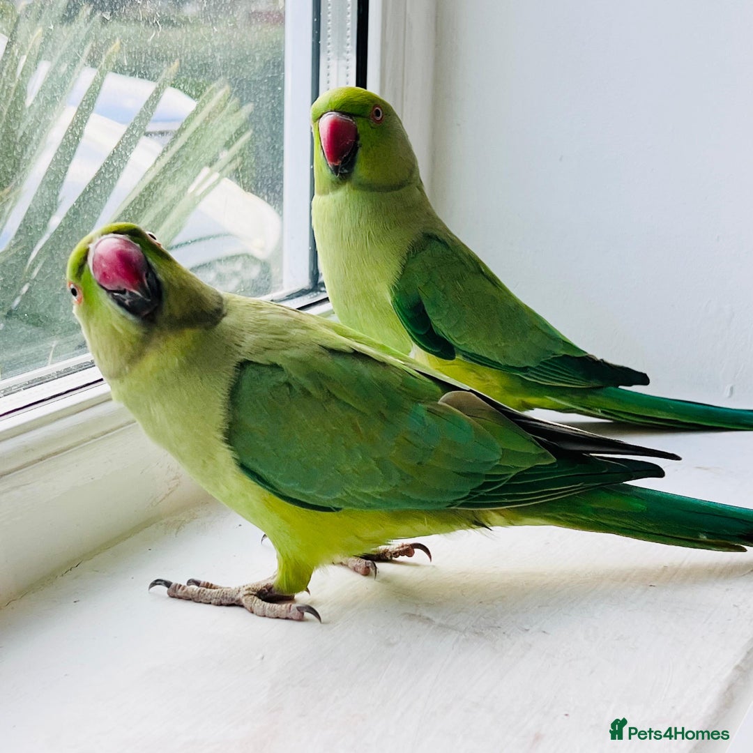 Ringnecks birds for sale: Indian ring neck parrots for sale 🦜❤️ - Advert 4