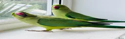 Ringnecks birds for sale: Indian ring neck parrots for sale 🦜❤️ - Advert 4