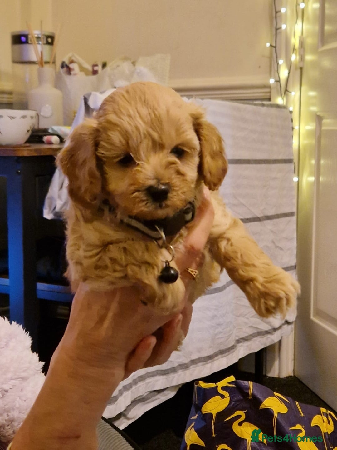 Cavapoo dogs for sale: Kavapoo - Advert 4